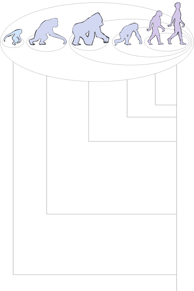 Color Sketch of the Genetic Distance Grouping, walking primates, version 3